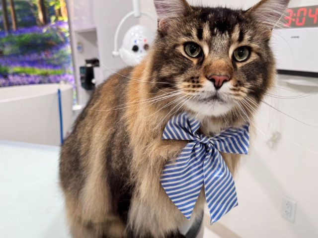 find-affordable-cat-grooming-packages-in-usa