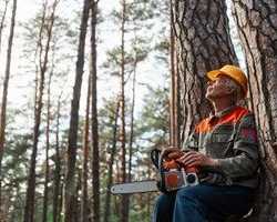 tree-contractors-mcdonough-ga