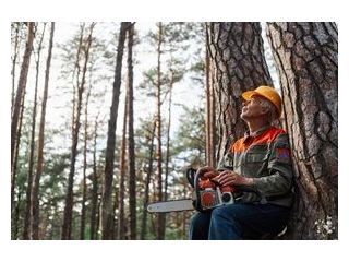 tree-contractors-mcdonough-ga-small-0