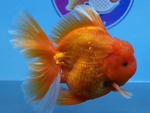 online-goldfish-store-big-0