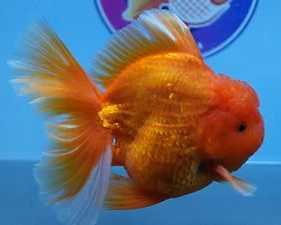 online-goldfish-store