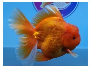 online-goldfish-store-small-0
