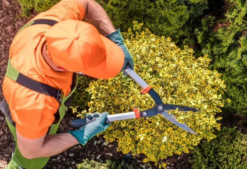 lawn-and-yard-clean-up-services-big-0