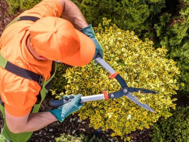 lawn-and-yard-clean-up-services
