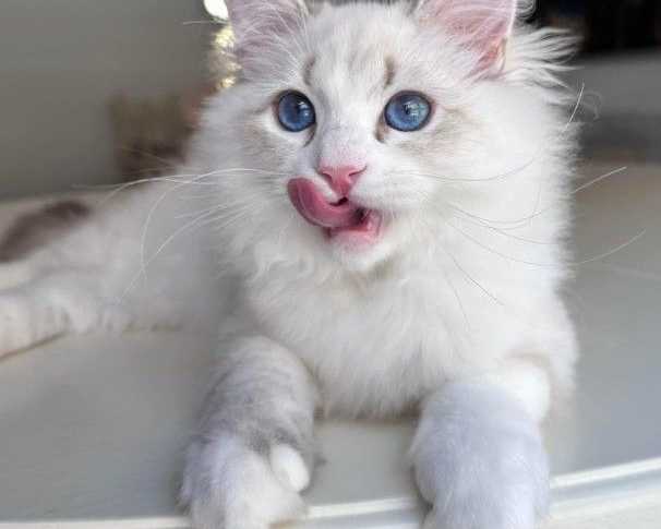 reputable-siberian-breeders-about-becky