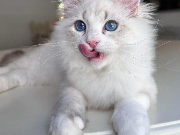 reputable-siberian-breeders-about-becky