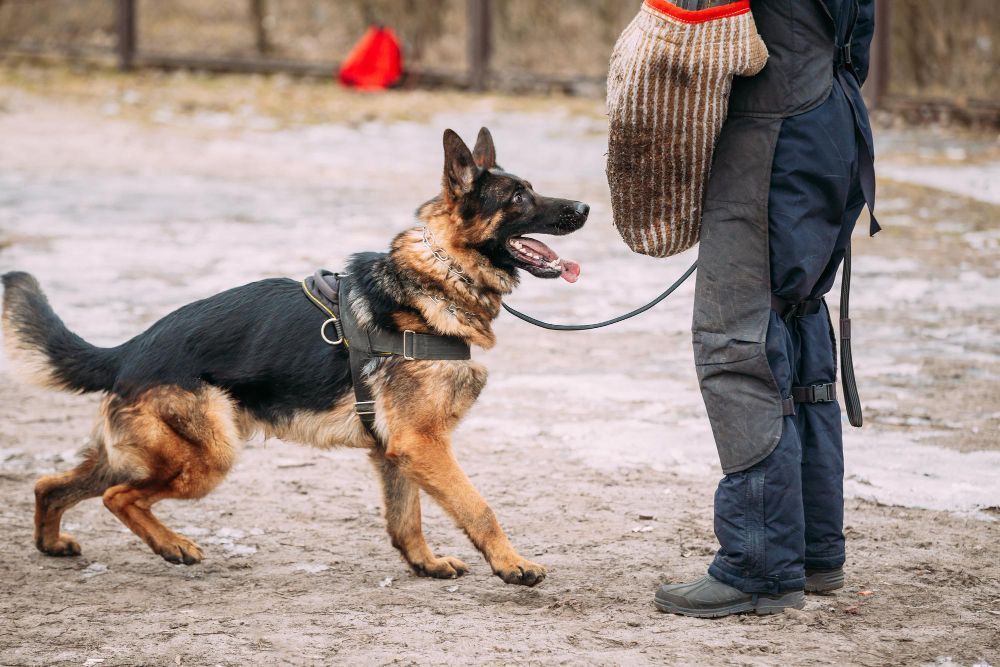 prestige-protection-dogs-protection-dogs-for-sale-in-florida-big-0