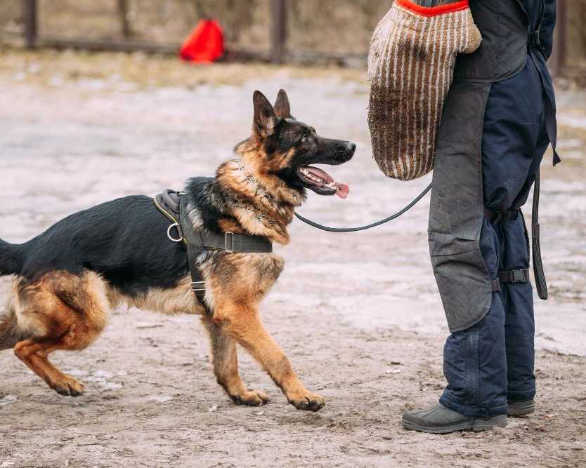 prestige-protection-dogs-protection-dogs-for-sale-in-florida
