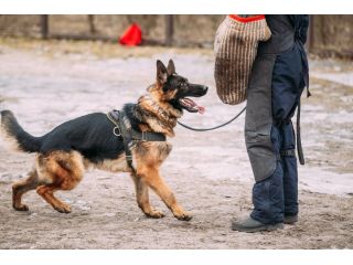 prestige-protection-dogs-protection-dogs-for-sale-in-florida-small-0