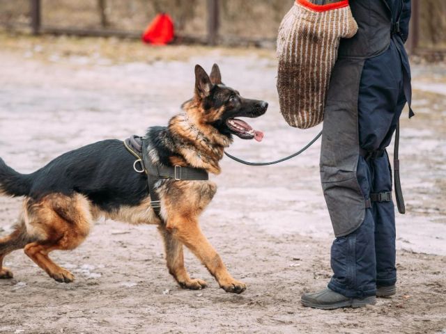 prestige-protection-dogs-protection-dogs-for-sale-in-florida