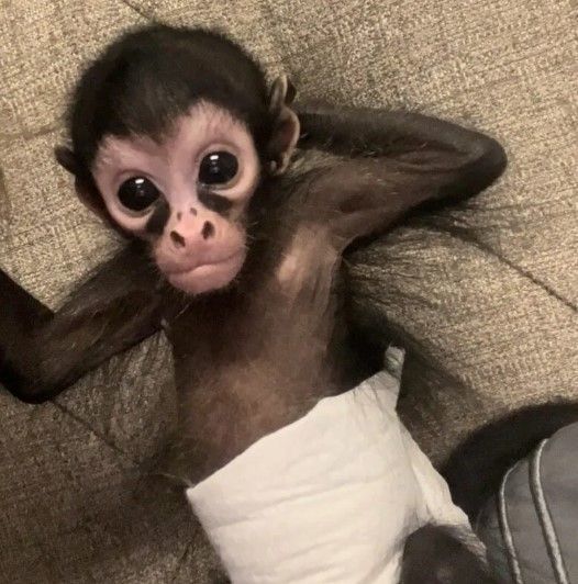 spider-monkeys-for-sale-big-0