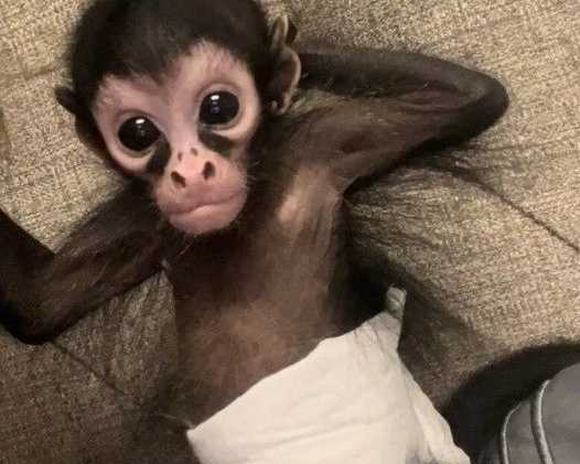 spider-monkeys-for-sale