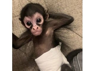 spider-monkeys-for-sale-small-0