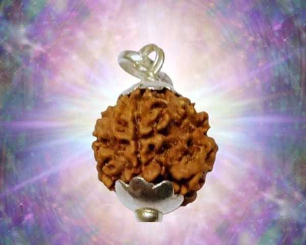 buy-original-ek-mukhi-rudraksha-online