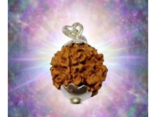 buy-original-ek-mukhi-rudraksha-online-small-0