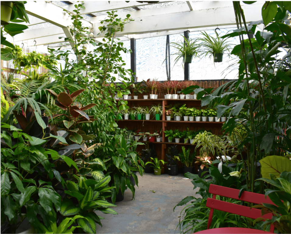 urban-jungle-your-trusted-plant-shop-in-santa-monica-big-0