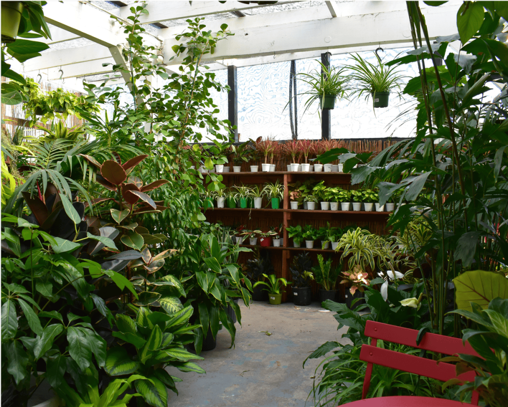 urban-jungle-your-trusted-plant-shop-in-santa-monica