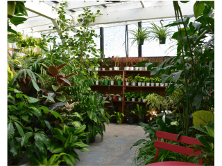 urban-jungle-your-trusted-plant-shop-in-santa-monica-small-0