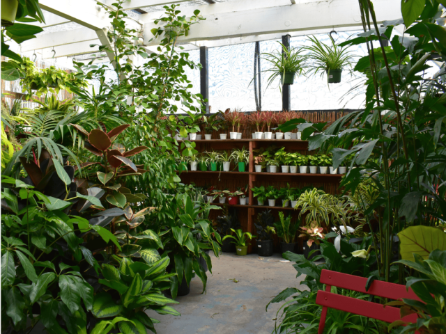 urban-jungle-your-trusted-plant-shop-in-santa-monica