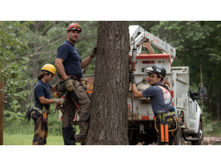 tree-care-service-in-oneida-ny-small-0