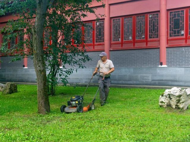professional-arborist-services-for-long-term-tree-health