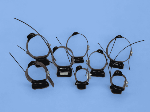 gps-collars-for-wildlife-monitoring-and-conservation-research