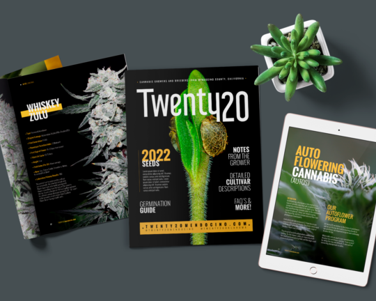 top-graphic-design-subscription-service-in-santa-clara