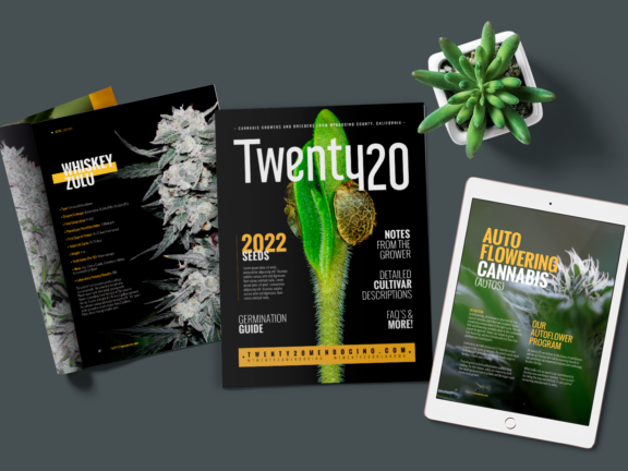 top-graphic-design-subscription-service-in-santa-clara