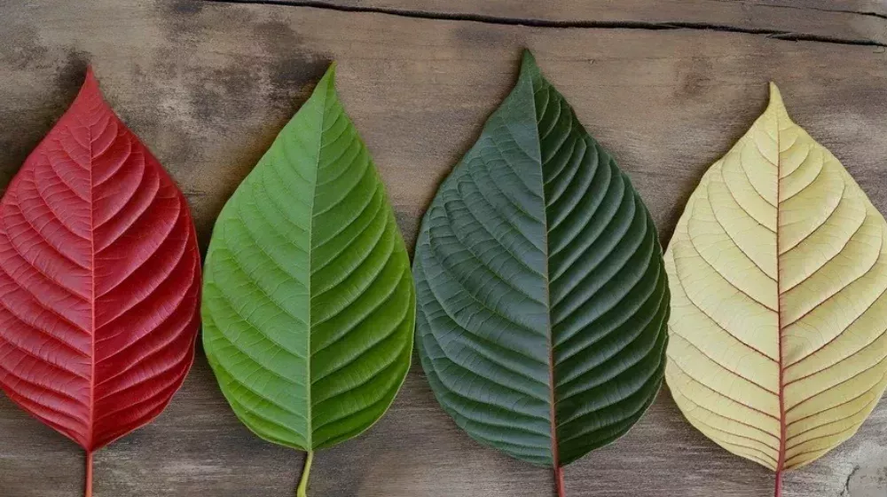 kratom-blends-big-0