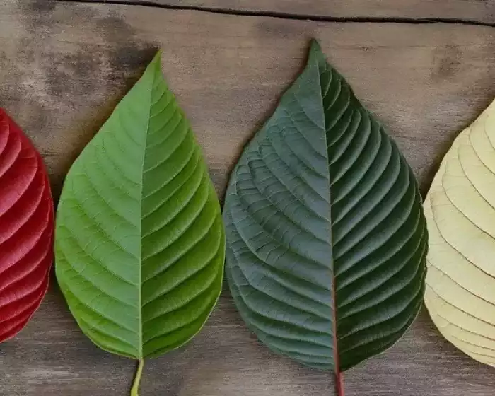 kratom-blends
