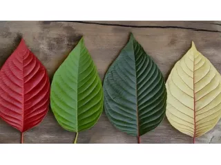 kratom-blends-small-0