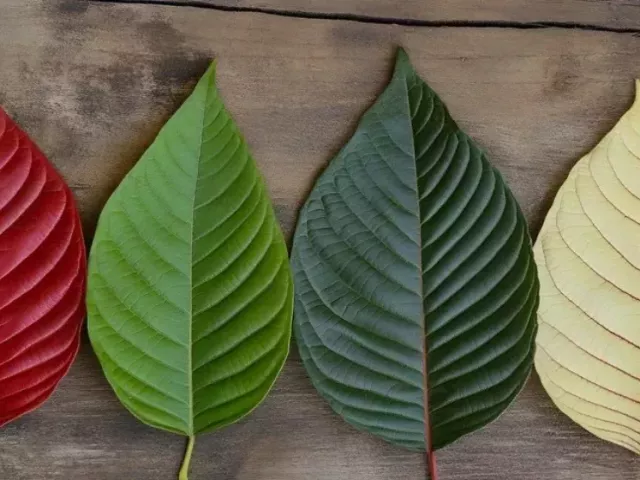 kratom-blends