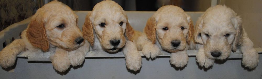 montana-goldendoodles-raised-with-love-and-care-big-0