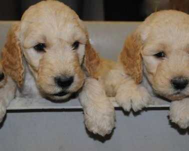 montana-goldendoodles-raised-with-love-and-care