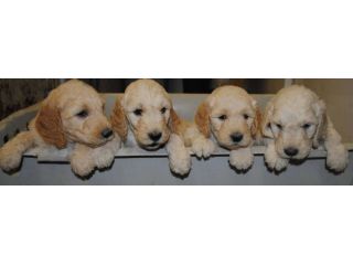 montana-goldendoodles-raised-with-love-and-care-small-0