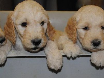 montana-goldendoodles-raised-with-love-and-care