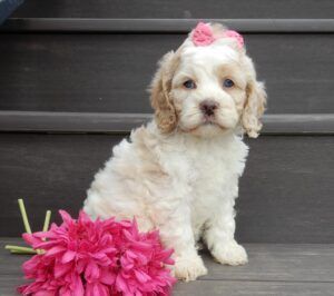 cavapoo-puppies-reputable-breeders-ohio-big-0