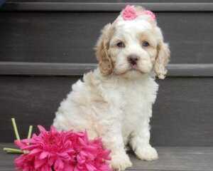 cavapoo-puppies-reputable-breeders-ohio