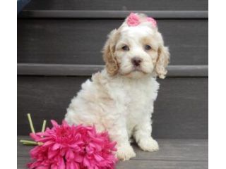 cavapoo-puppies-reputable-breeders-ohio-small-0