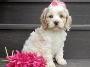 cavapoo-puppies-reputable-breeders-ohio