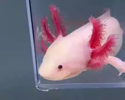 purchase-axolotl-from-axolotl-planet
