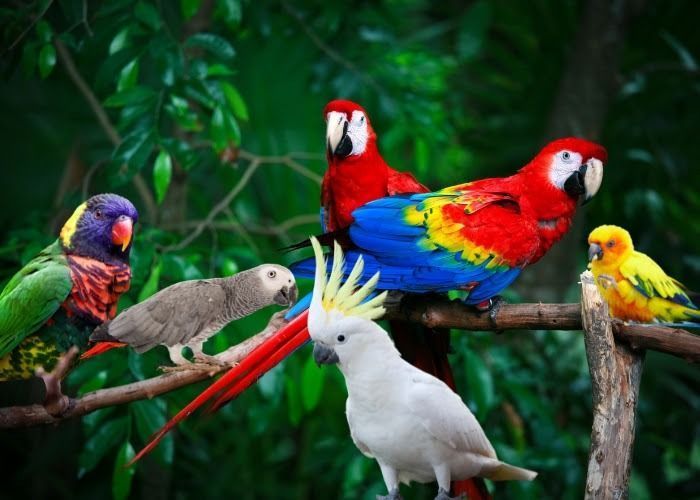 trusted-bird-transport-company-airborne-animals-care-big-0