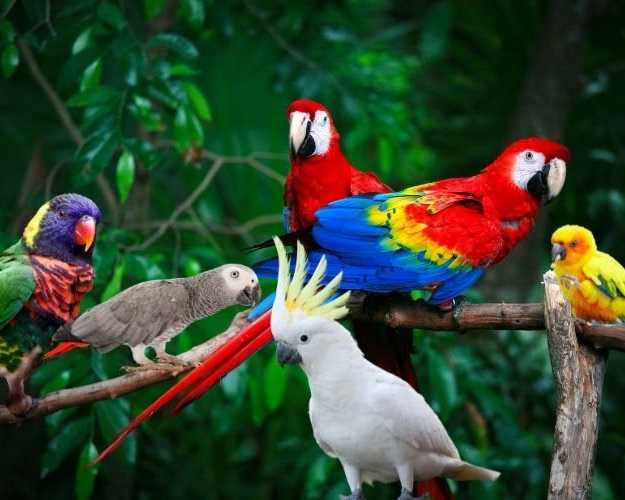 trusted-bird-transport-company-airborne-animals-care
