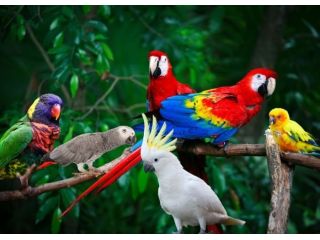 trusted-bird-transport-company-airborne-animals-care-small-0