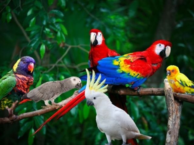 trusted-bird-transport-company-airborne-animals-care