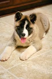 dog-skin-coat-treatments-for-healthy-skin-and-shiny-coat-big-0