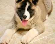 dog-skin-coat-treatments-for-healthy-skin-and-shiny-coat