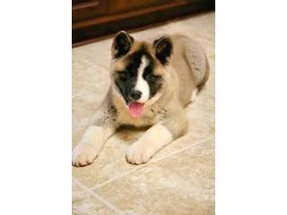 dog-skin-coat-treatments-for-healthy-skin-and-shiny-coat-small-0