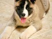 dog-skin-coat-treatments-for-healthy-skin-and-shiny-coat