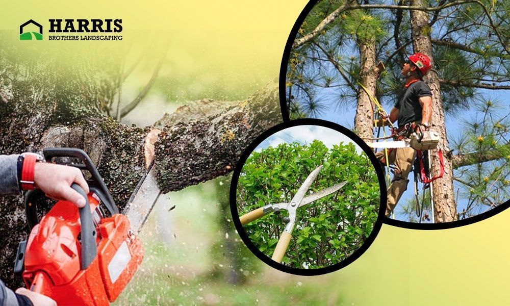 dependable-tree-removal-company-in-hammonton-big-0